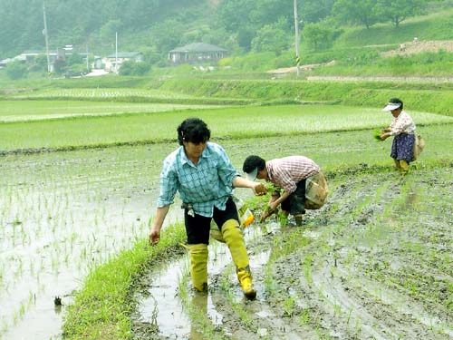 논두렁 앞쪽을 마저 심고 나오는 아주머니들 